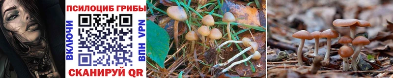 Галлюциногенные грибы Psilocybine cubensis Дрезна